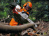 Бензопила STIHL MS 260 15" 11212000423 в Екатеринбурге