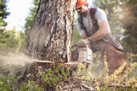 Бензопила STIHL MS 230 C-BE 16" 11232000312