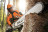 Бензопила STIHL MS 661 18&amp;quot; в Екатеринбурге