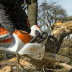 Аккумуляторная пила STIHL MSA 220 C-BQ 16" (40см) 3/8"P 1.3 55 зв. без аккумулятора в Екатеринбурге